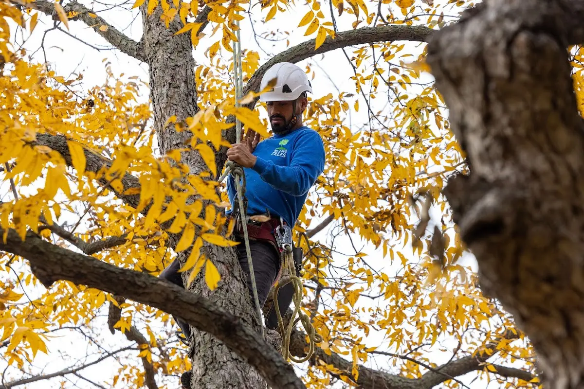 Skilled Tree Transplanting crew working in Bobtown