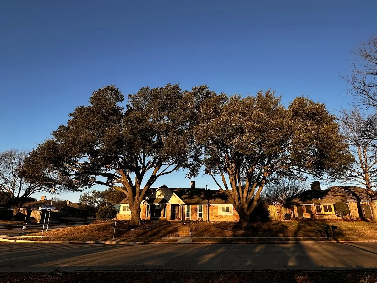 Established residential canopy tree shading a home in Bobtown